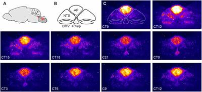 Ticking and talking in the brainstem satiety centre: Circadian timekeeping and interactions in the diet-sensitive clock of the dorsal vagal complex